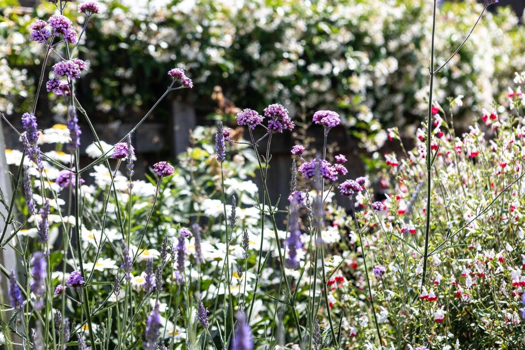 goldfinch small wildflower garden