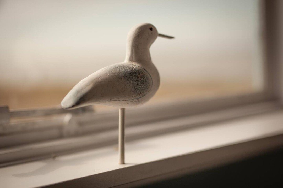 seagull - Cockle Cottage