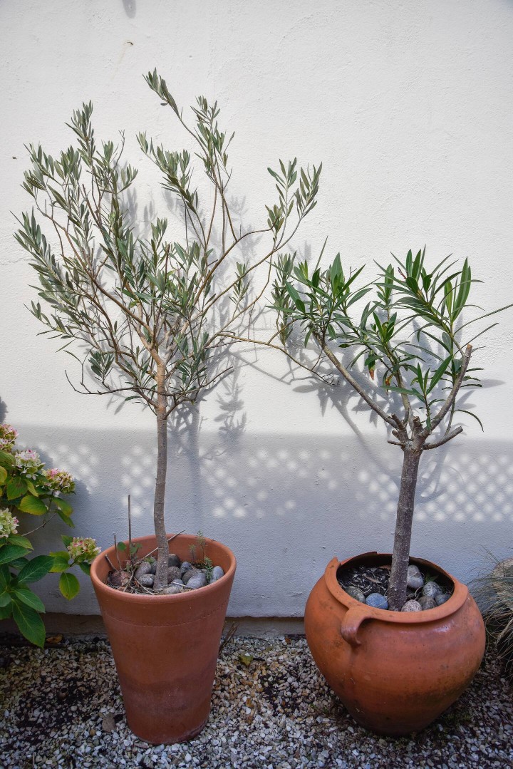 The Sovereign garden pots